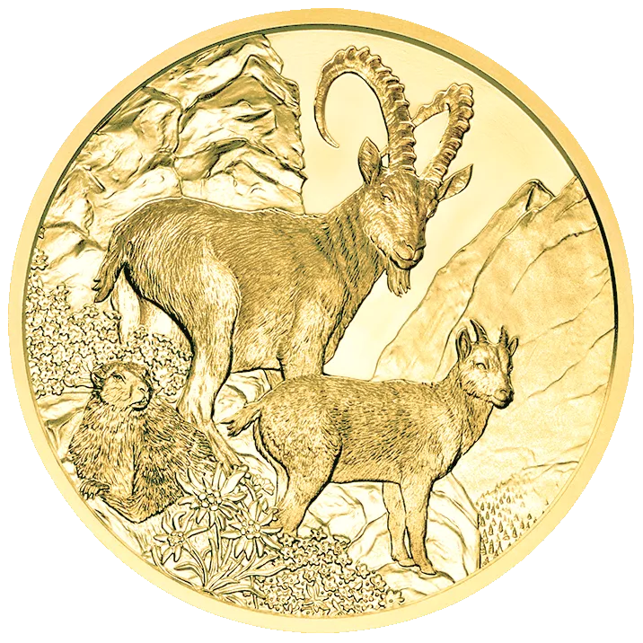 wildlife, alpine ibex